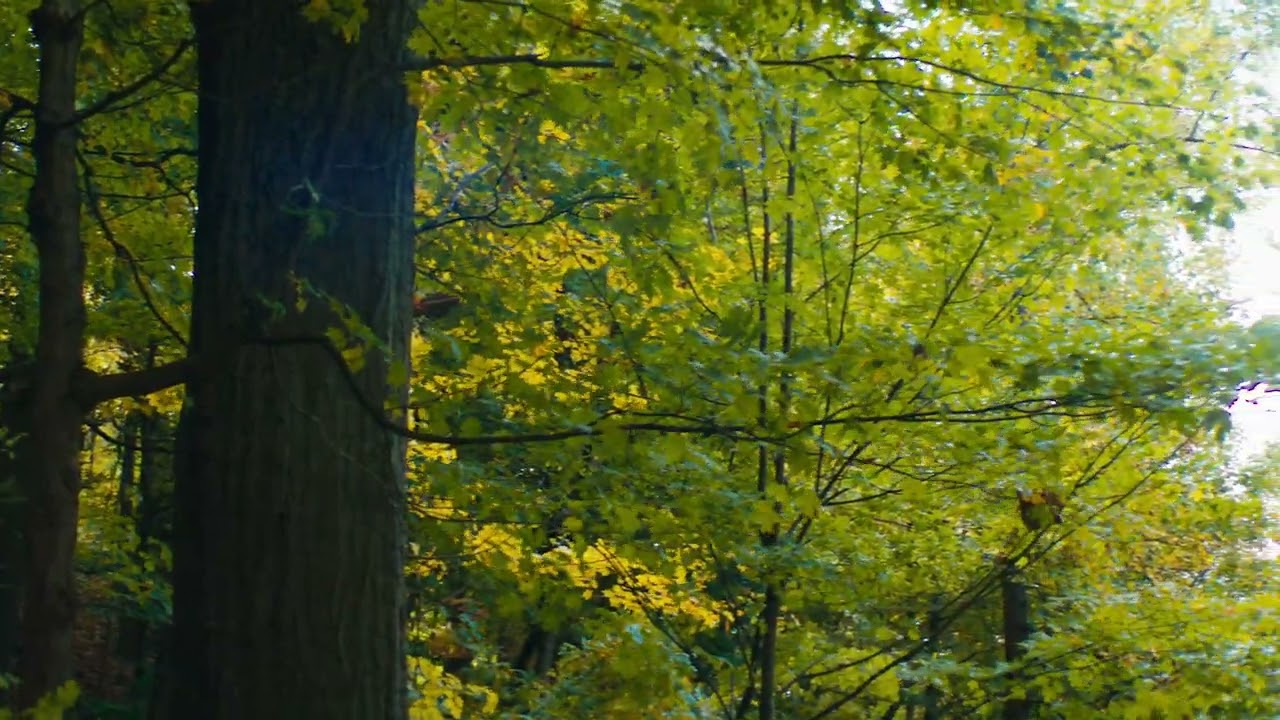 Cavetown Laundry Day Chords